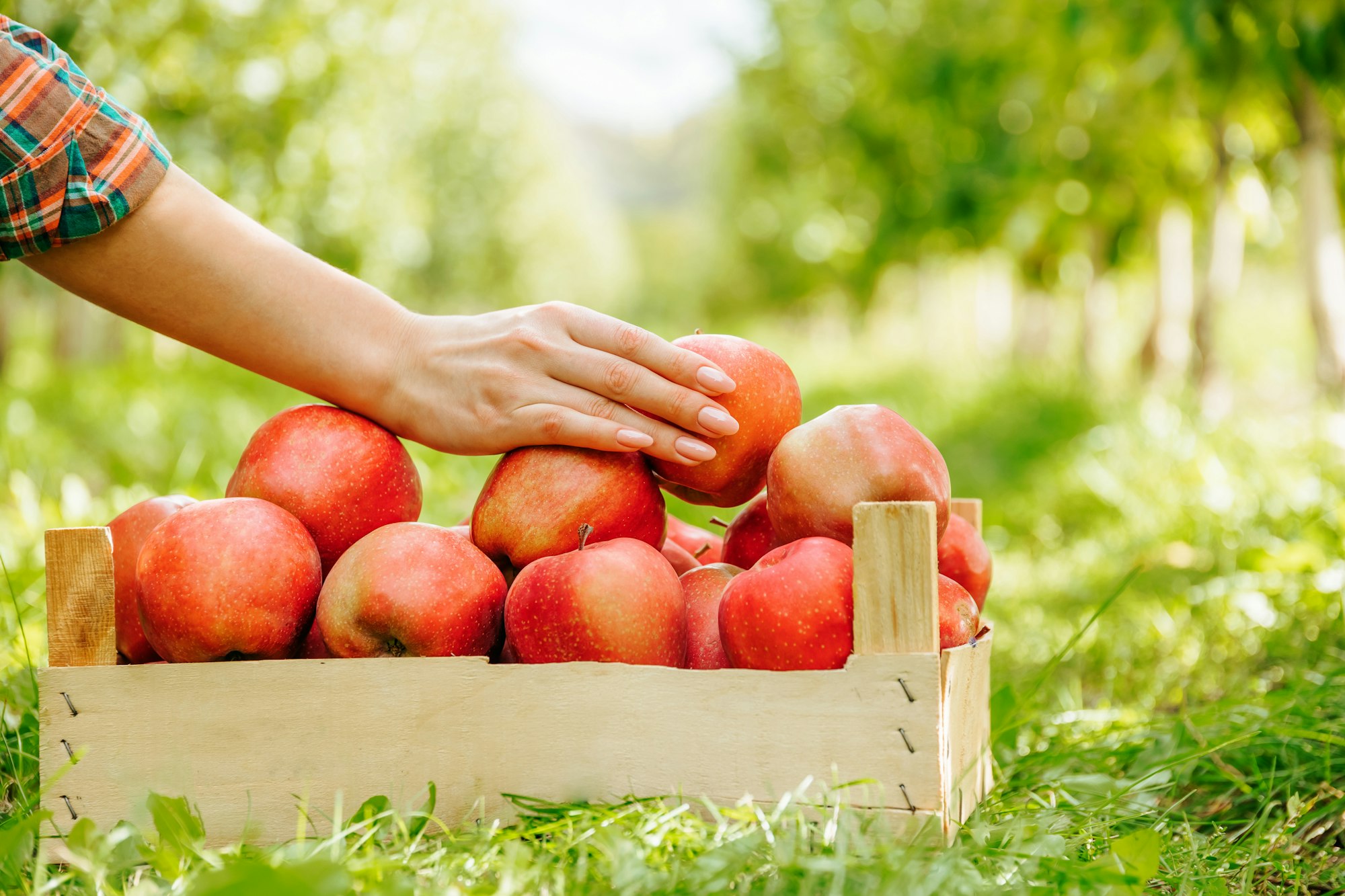 Close up well groomed female hand beautiful manicure holds one of the apples lying in a wooden box.